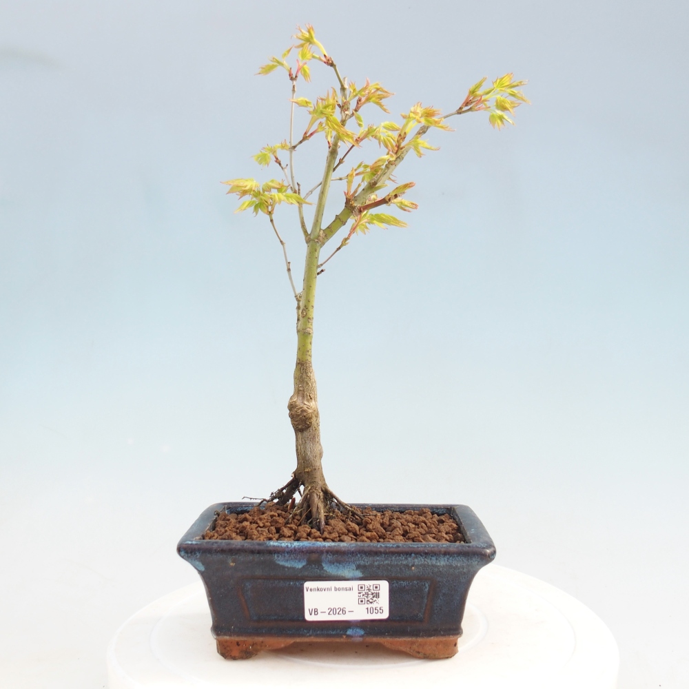 Acer palmatum Aureum - Javor dlanitolistý zlatý