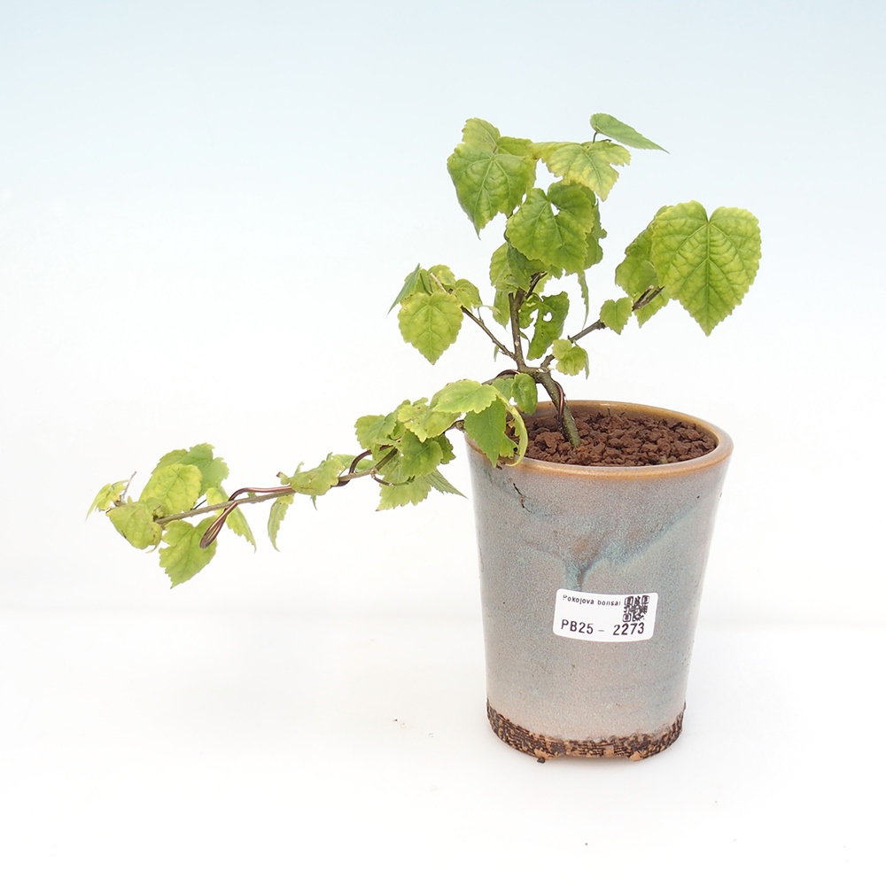 Pokojová bonsai - Abutilon Big Bell - Mračňák poříční