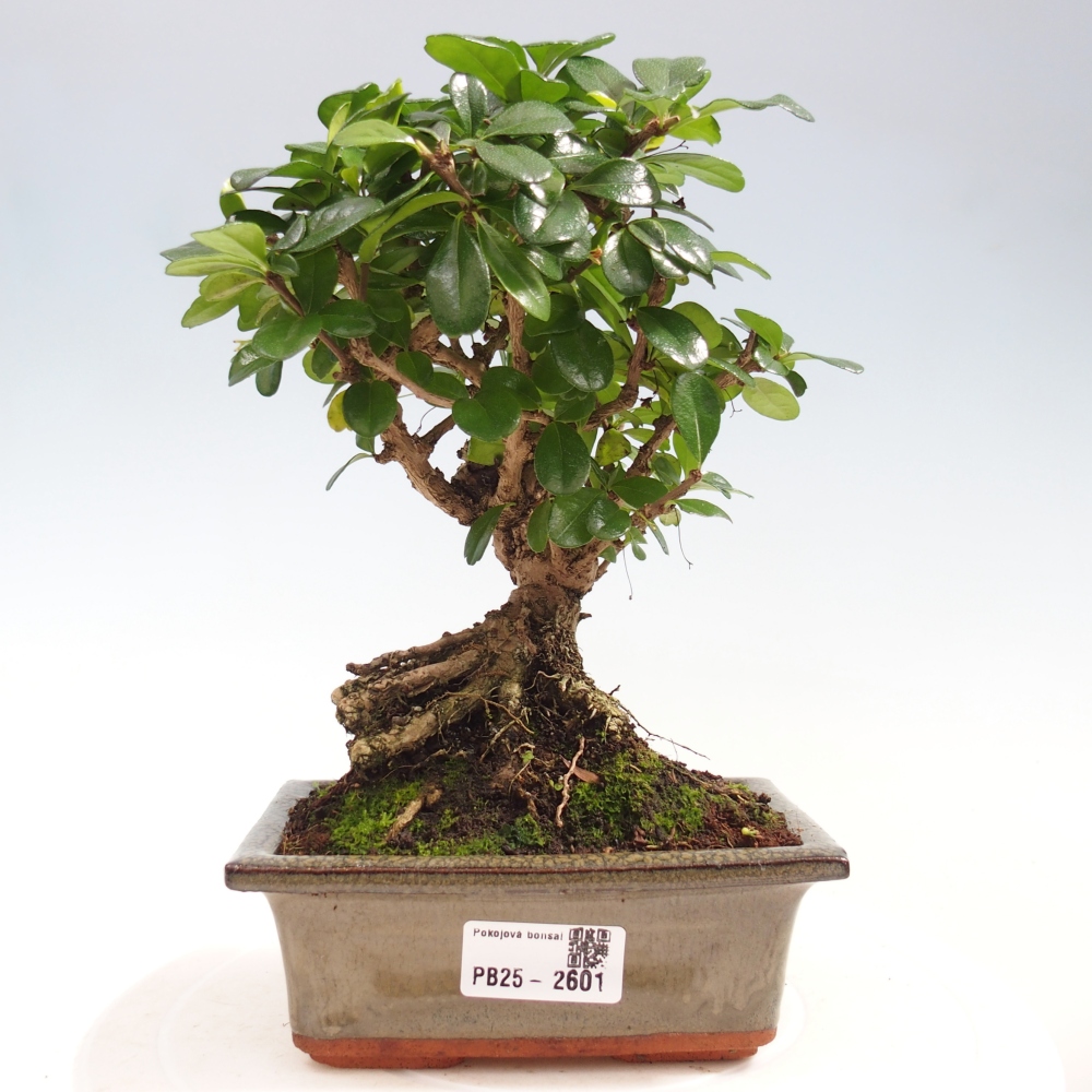 Pokojová bonsai - Carmona macrophylla - Čaj fuki