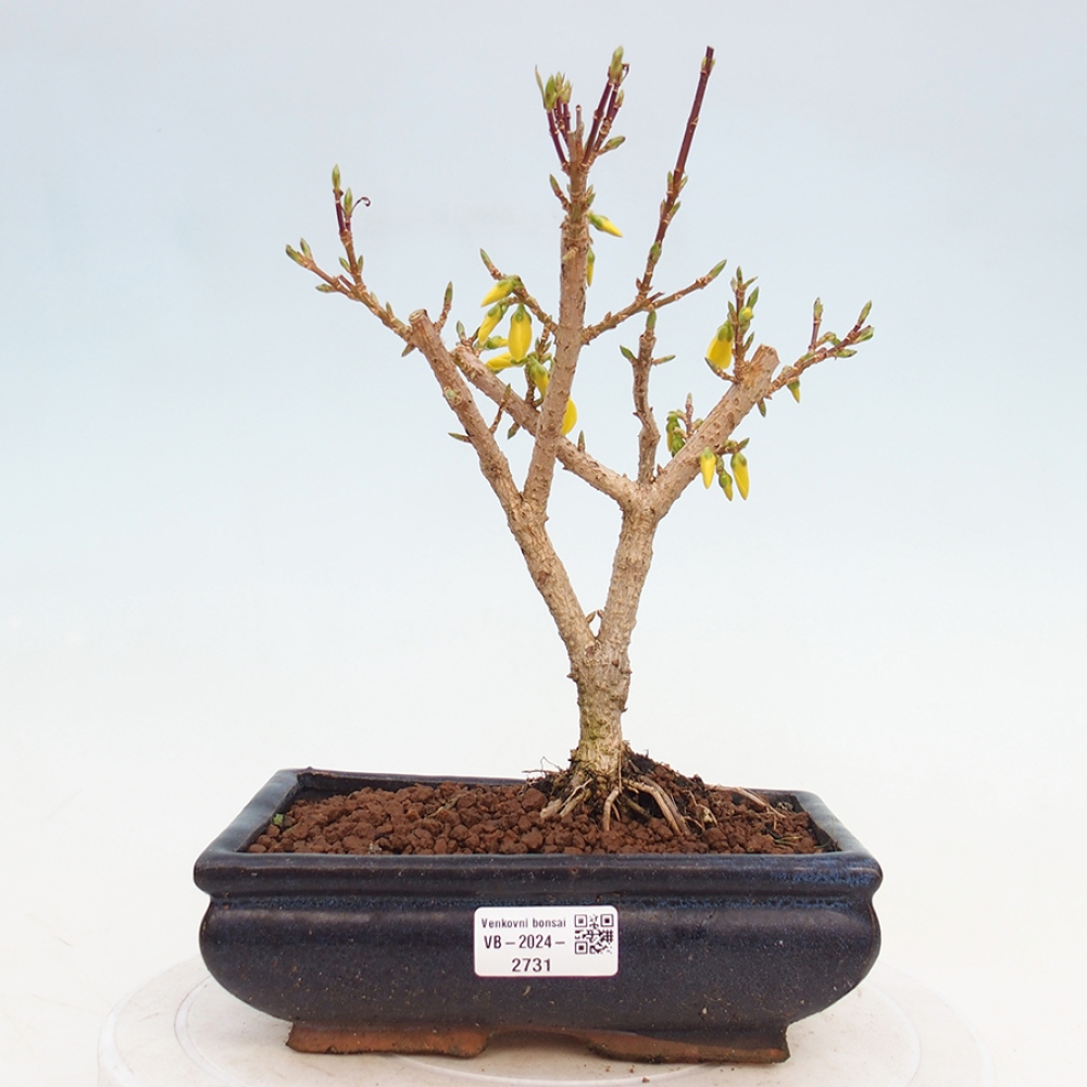 Venkovní bonsai - Zlatice - Forsythia intermedia 