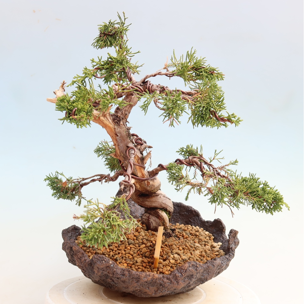 Venkovní bonsai - Juniperus chinensis Itoigawa-Jalovec čínský