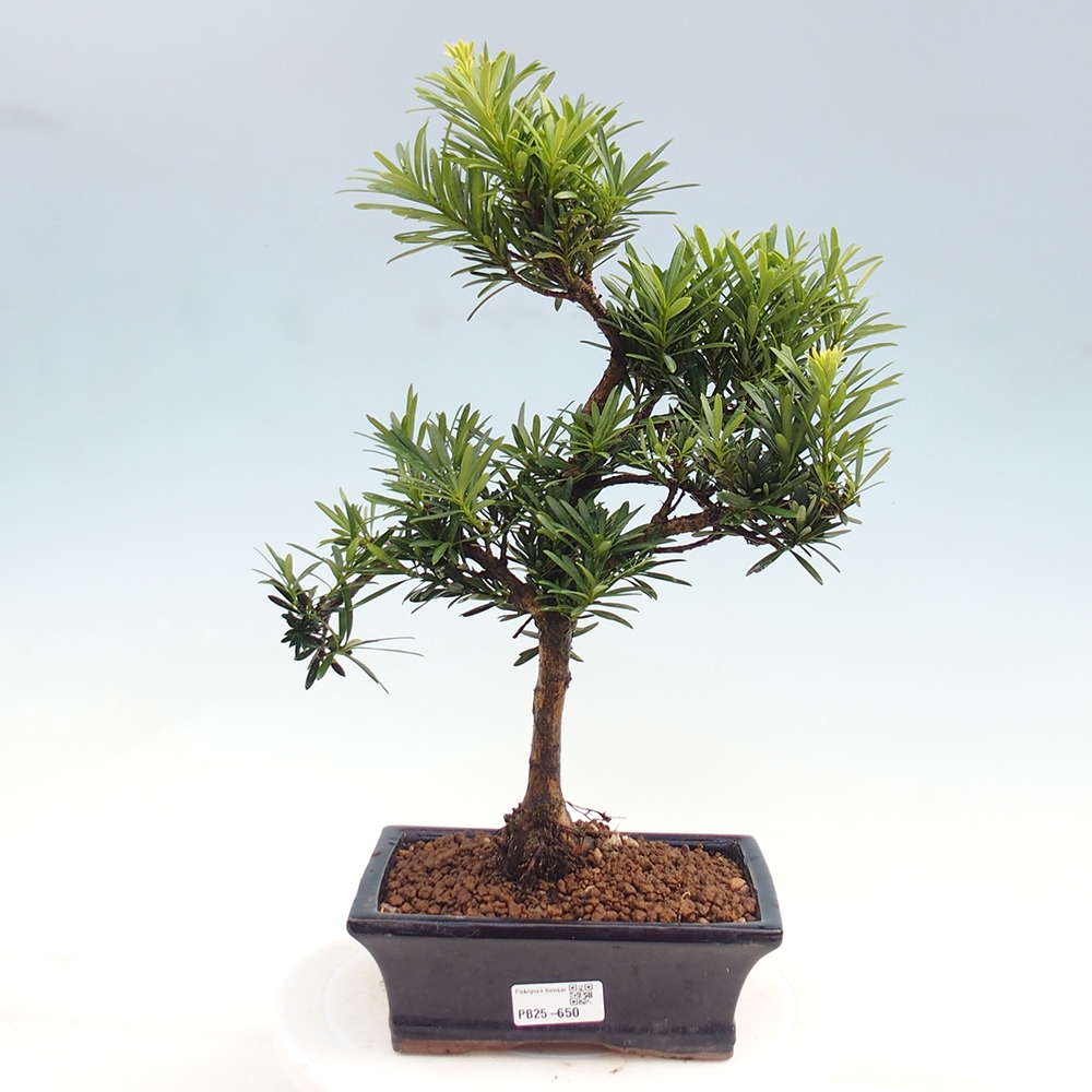 Pokojová bonsai - Podocarpus - Kamenný tis