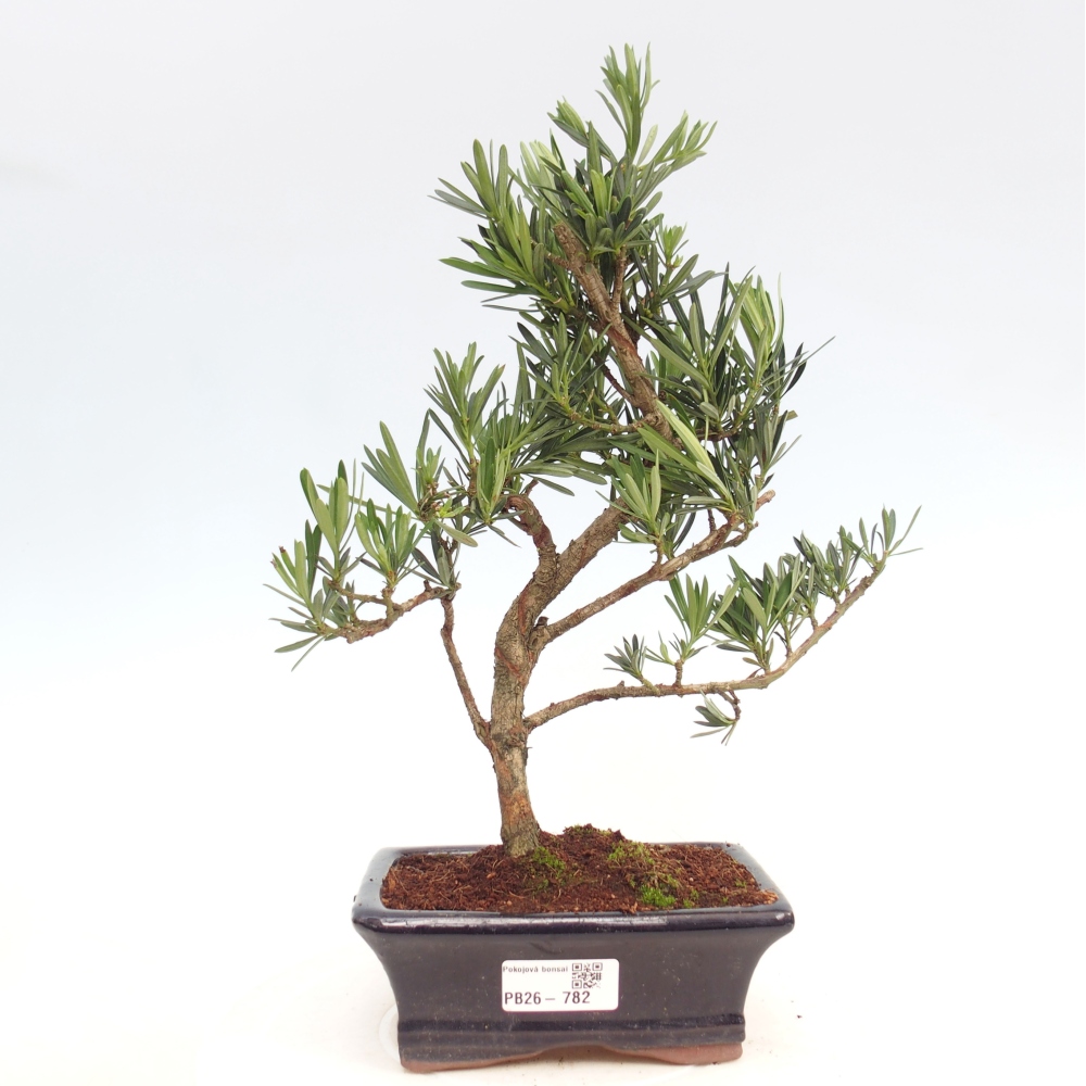 Pokojová bonsai - Podocarpus - Kamenný tis