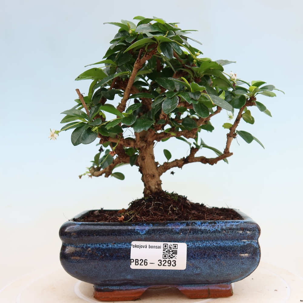 Pokojová bonsai - Carmona macrophylla - Čaj fuki