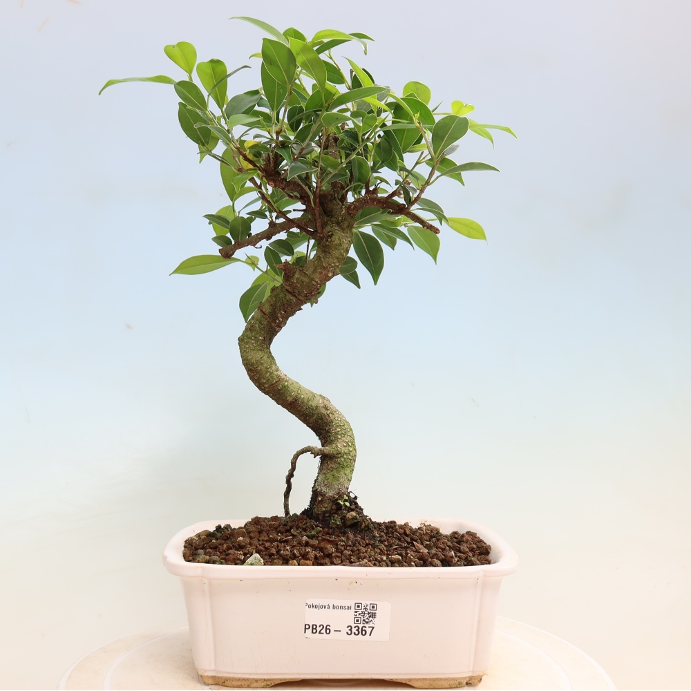 Pokojová bonsai - Ficus kimmen -  malolistý fíkus