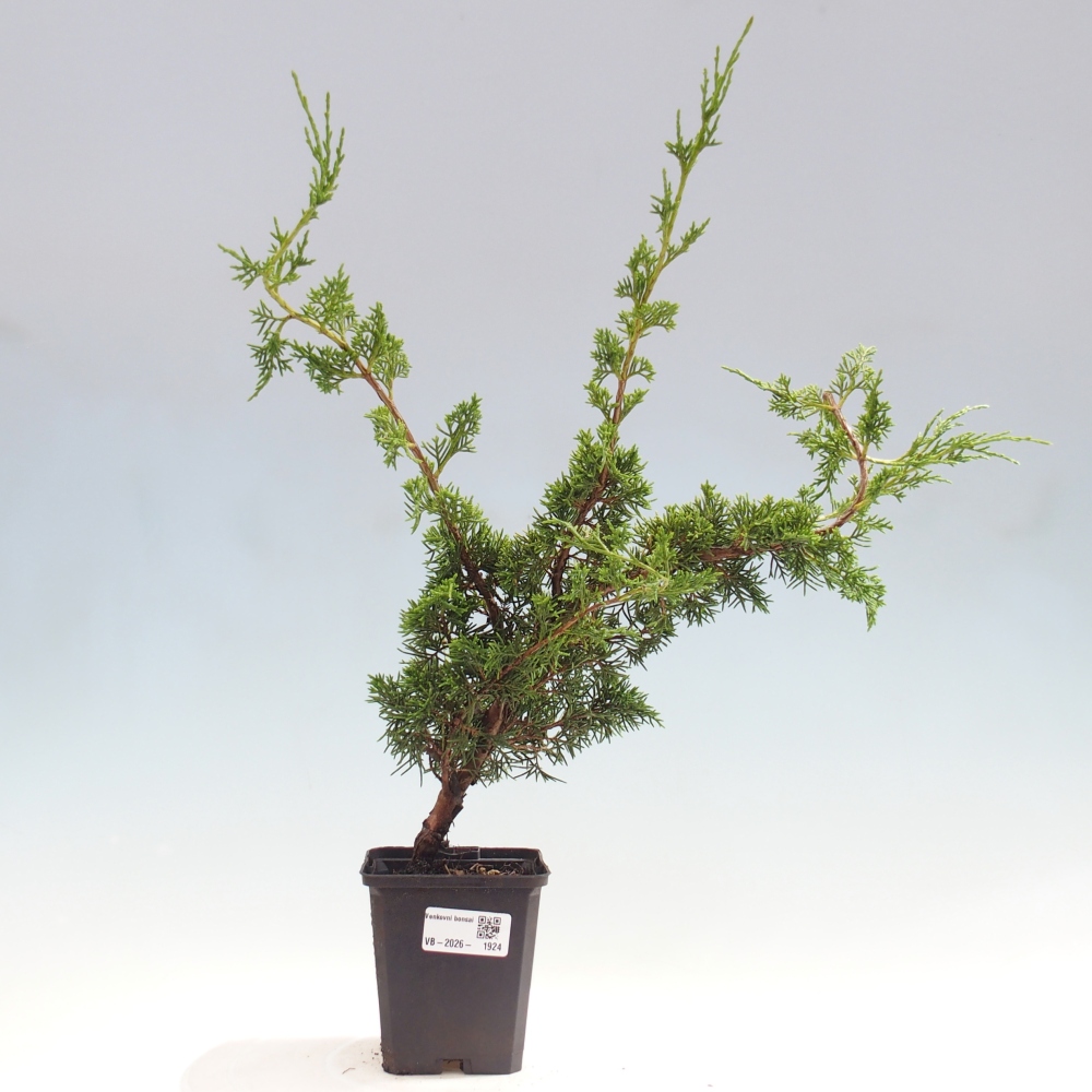 Venkovní bonsai - Juniperus chinensis Itoigawa -Jalovec čínský