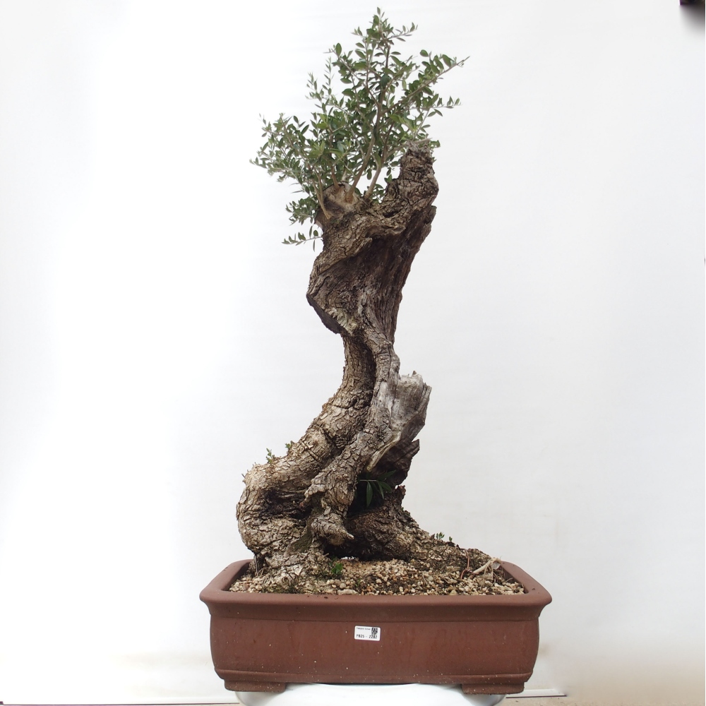 Pokojová bonsai - Olea europaea sylvestris -Oliva evropská drobnolistá