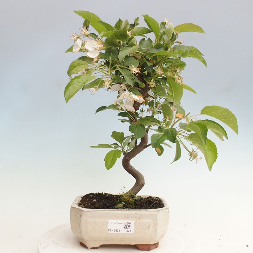Venkovní bonsai -Malus halliana - Maloplodá jabloň