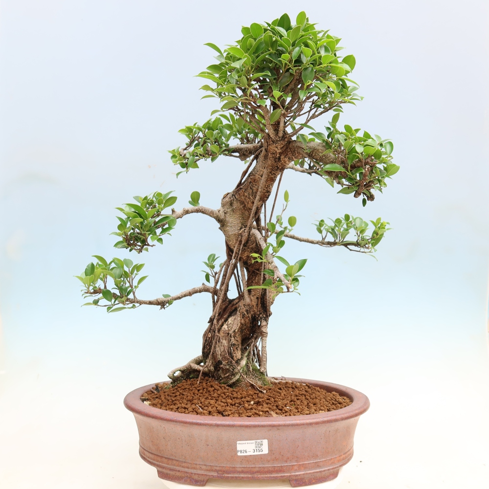 Pokojová bonsai - Ficus kimmen -  malolistý fíkus