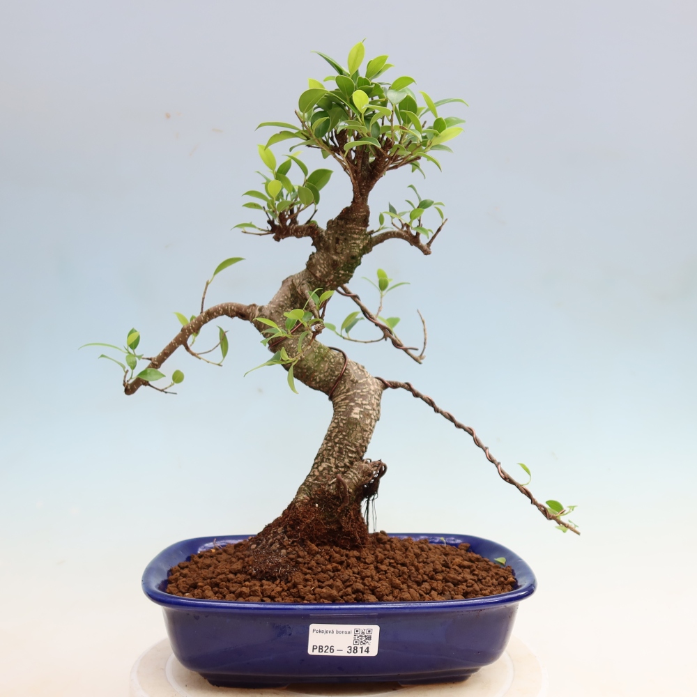 Pokojová bonsai - Ficus kimmen -  malolistý fíkus