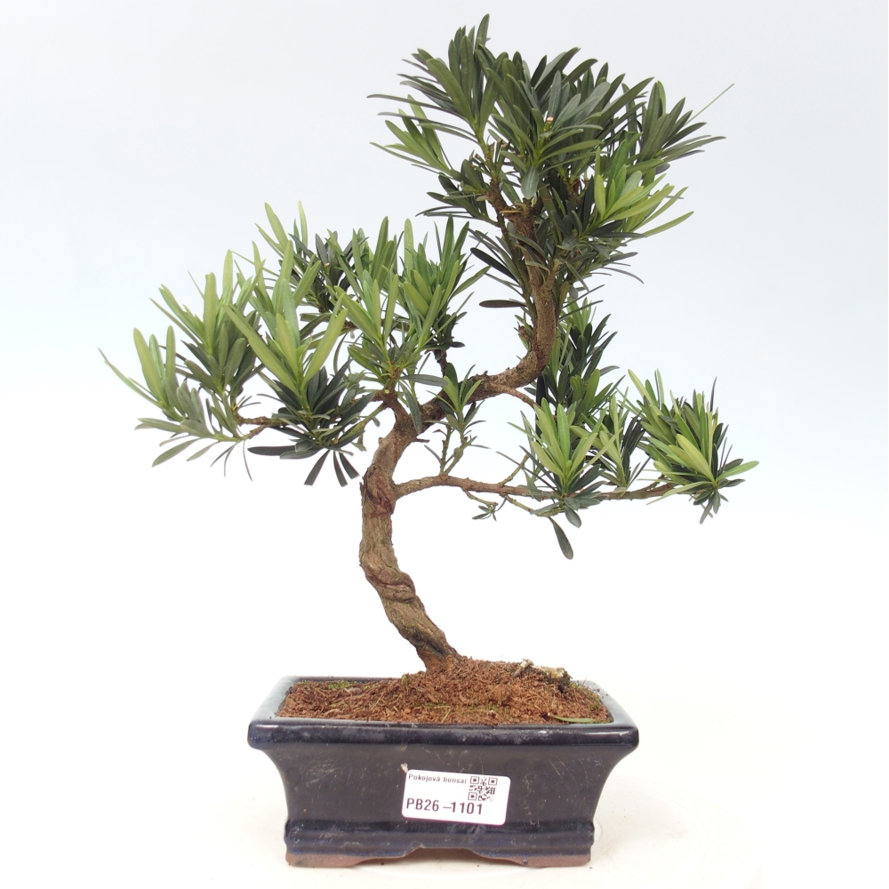 Pokojová bonsai - Podocarpus - Kamenný tis