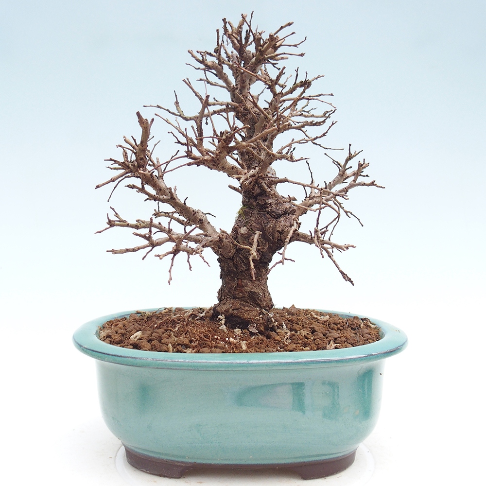Venkovní bonsai - Zelkova - Zelkova NIRE