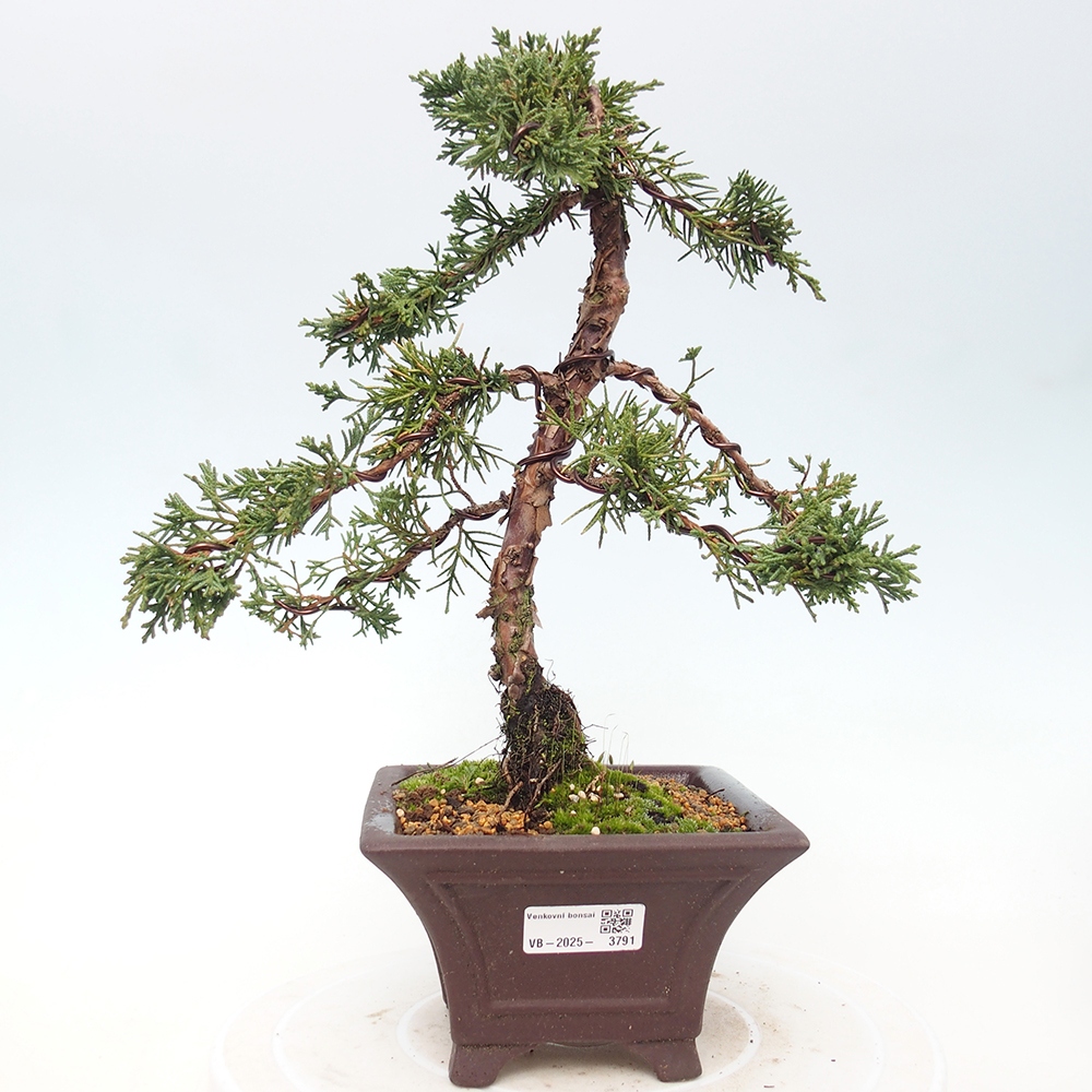 Venkovní bonsai - Juniperus chinensis Kishu -Jalovec čínský