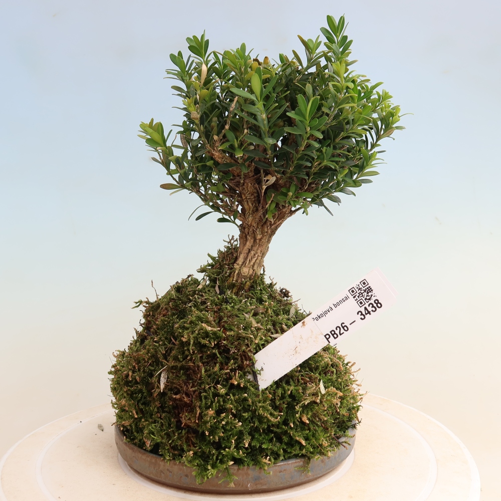 Kokedama s podmiskou - Buxus harlandii -korkový buxus	