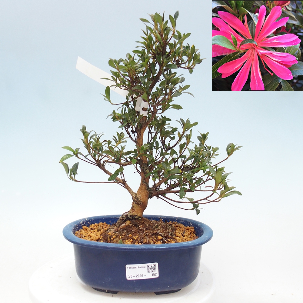 Venkovní bonsai - Japonská azalka - Azalea HANABIN
