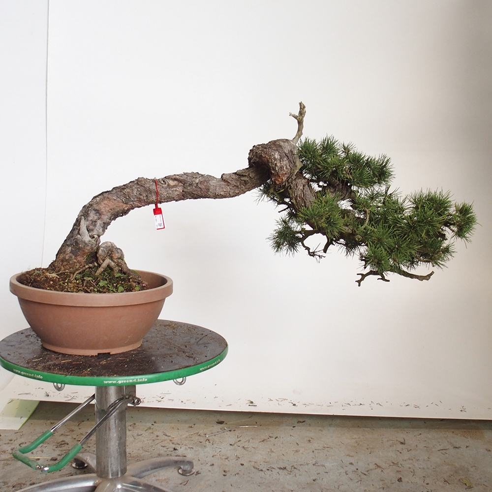 Yamadori - Pinus sylvestris - Borovice lesní - Španělsko