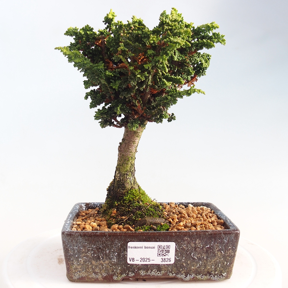 Venkovní bonsai - Cham. obtusa SEKKA HINOKI - Cypřišek
