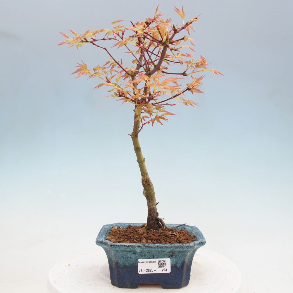 Javor dlanitolistý - Acer palmatum Beni Tsukasa