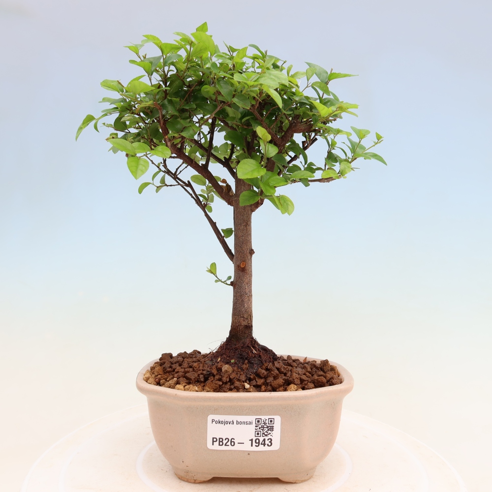 Pokojová bonsai - Sagerécie thea - Sagerécie thea