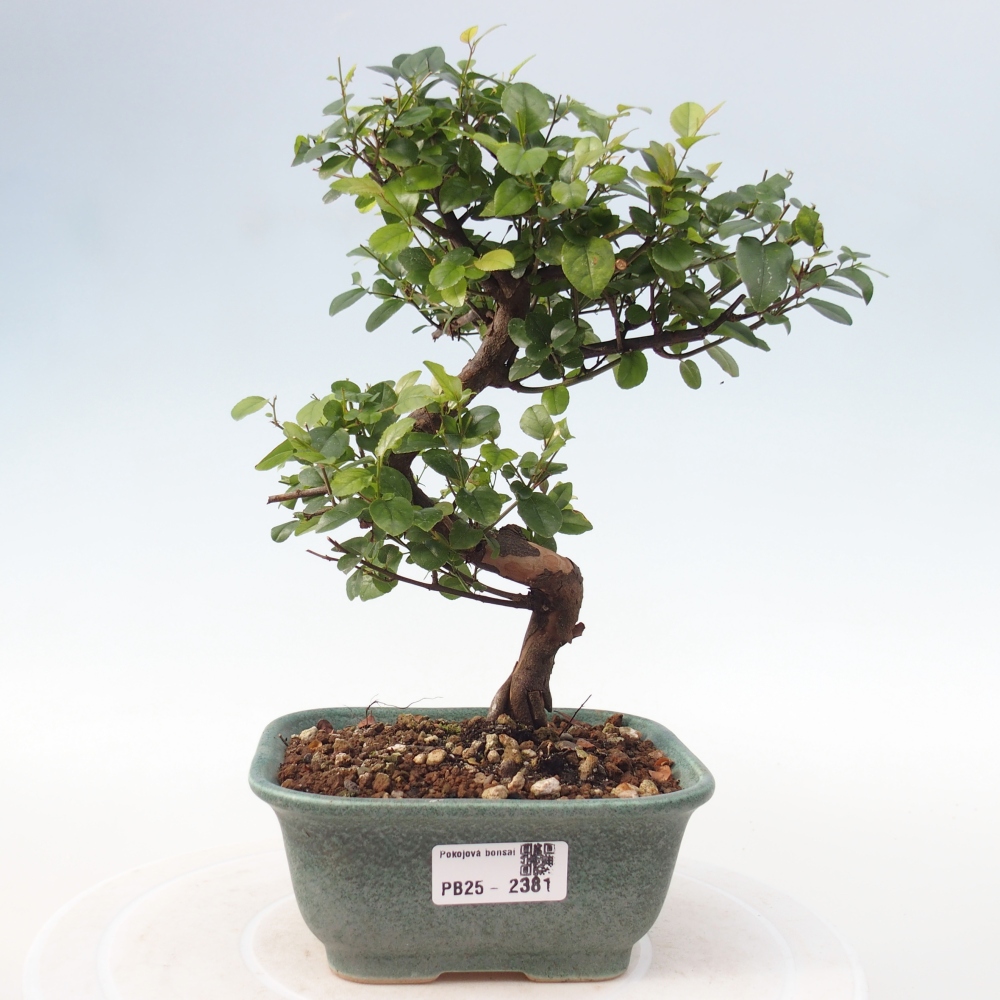 Pokojová bonsai - Sagerécie thea - Sagerécie thea