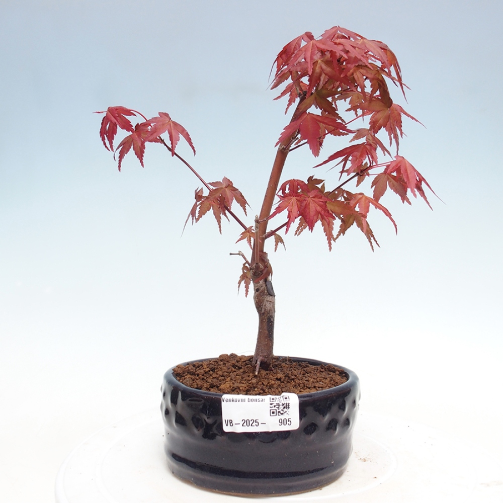 Venkovní bonsai - Javor dlanitolistý - Acer palmatum DESHOJO