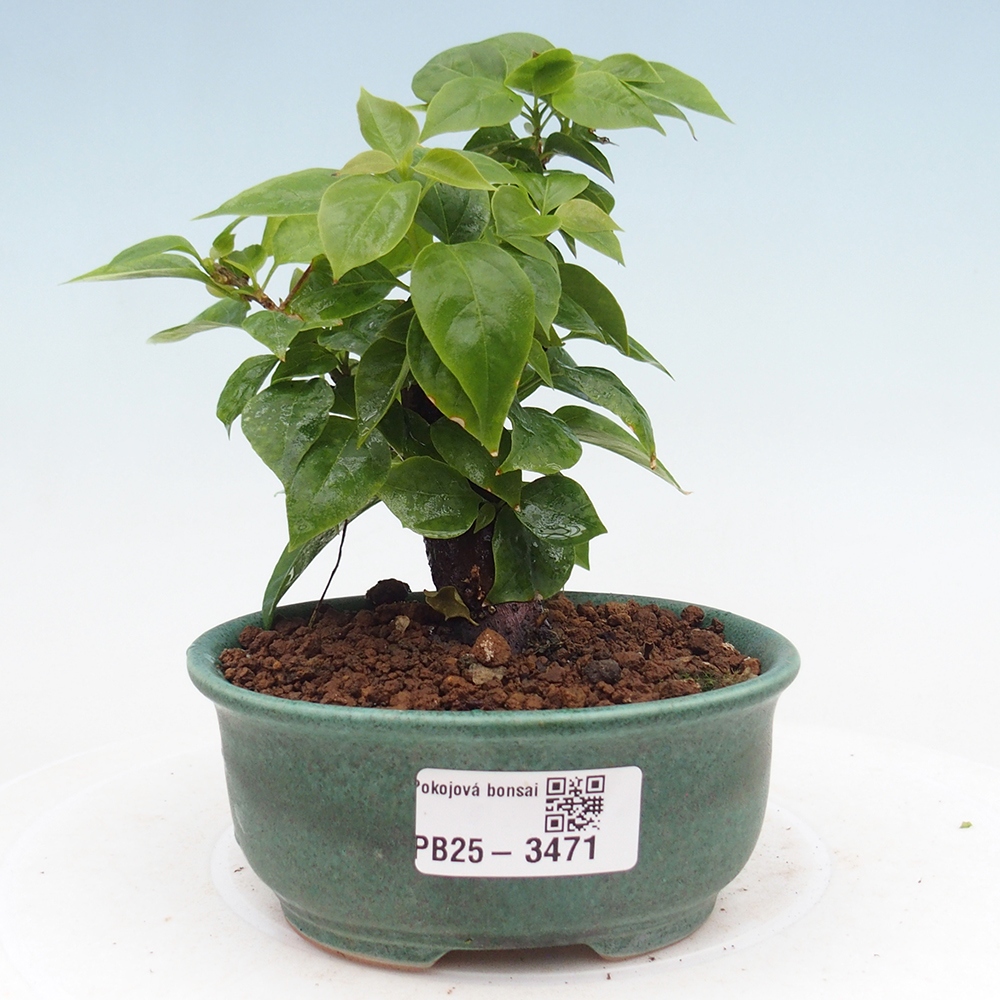 Pokojová bonsai - Bouganwilea