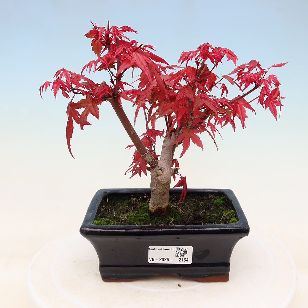 Venkovní bonsai - Javor dlanitolistý - Acer palmatum DESHOJO