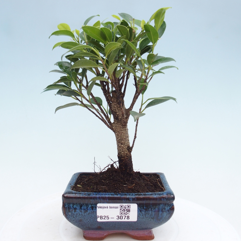 Pokojová bonsai Ficus retusa kimmen