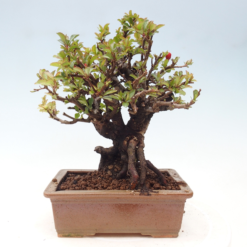 Venkovní  bonsai -  Chaneomeles speciosa - Kdoulovec ozdobný