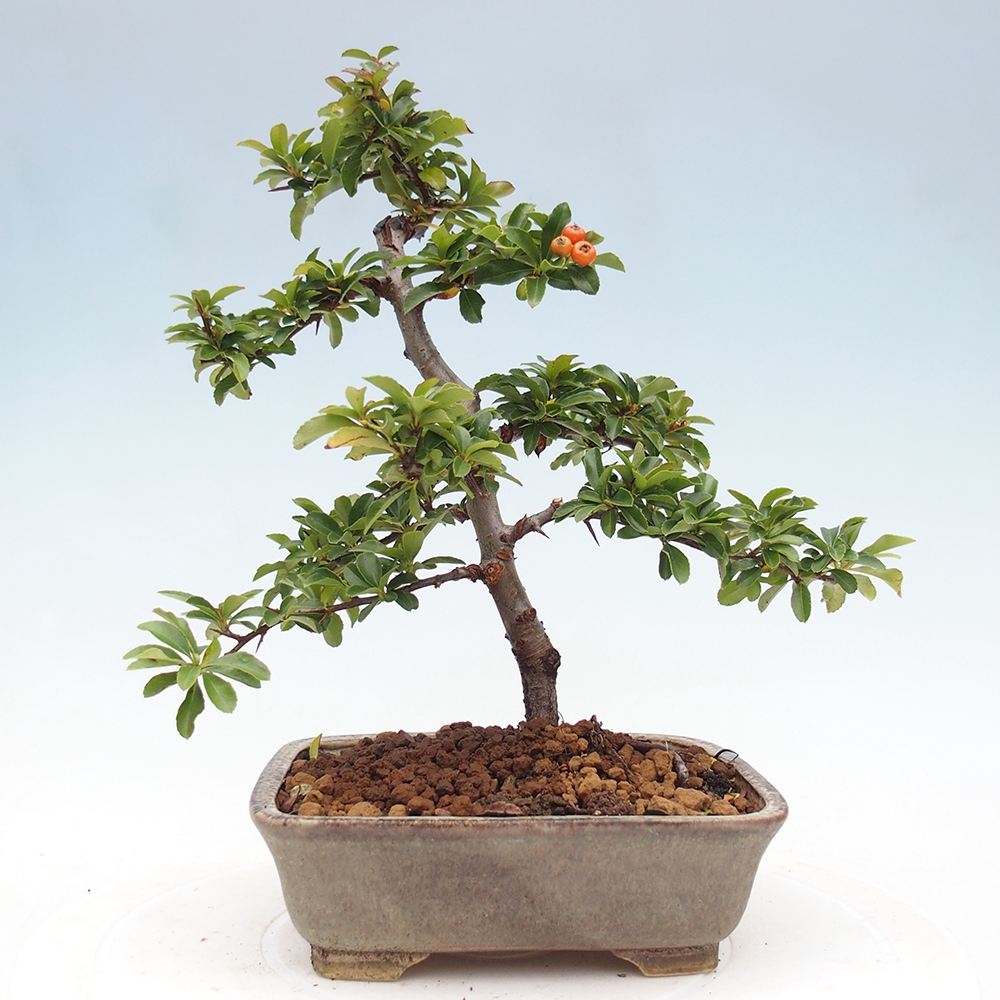 Venkovní bonsai-Pyracanta Teton -Hlohyně