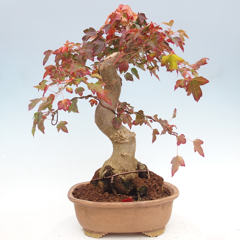 Venkovní bonsai - Acer Buergerianum - Javor Burgerův