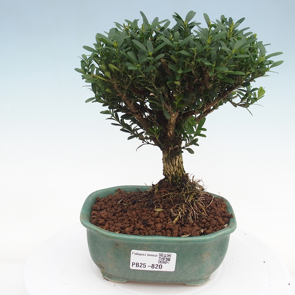 Pokojová bonsai - Buxus harlandii - korkový buxus