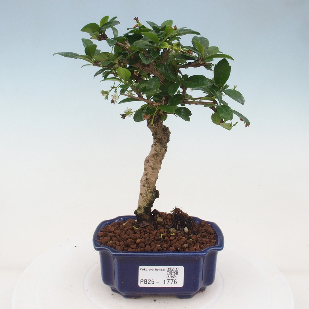 Pokojová bonsai - Carmona macrophylla - Čaj fuki