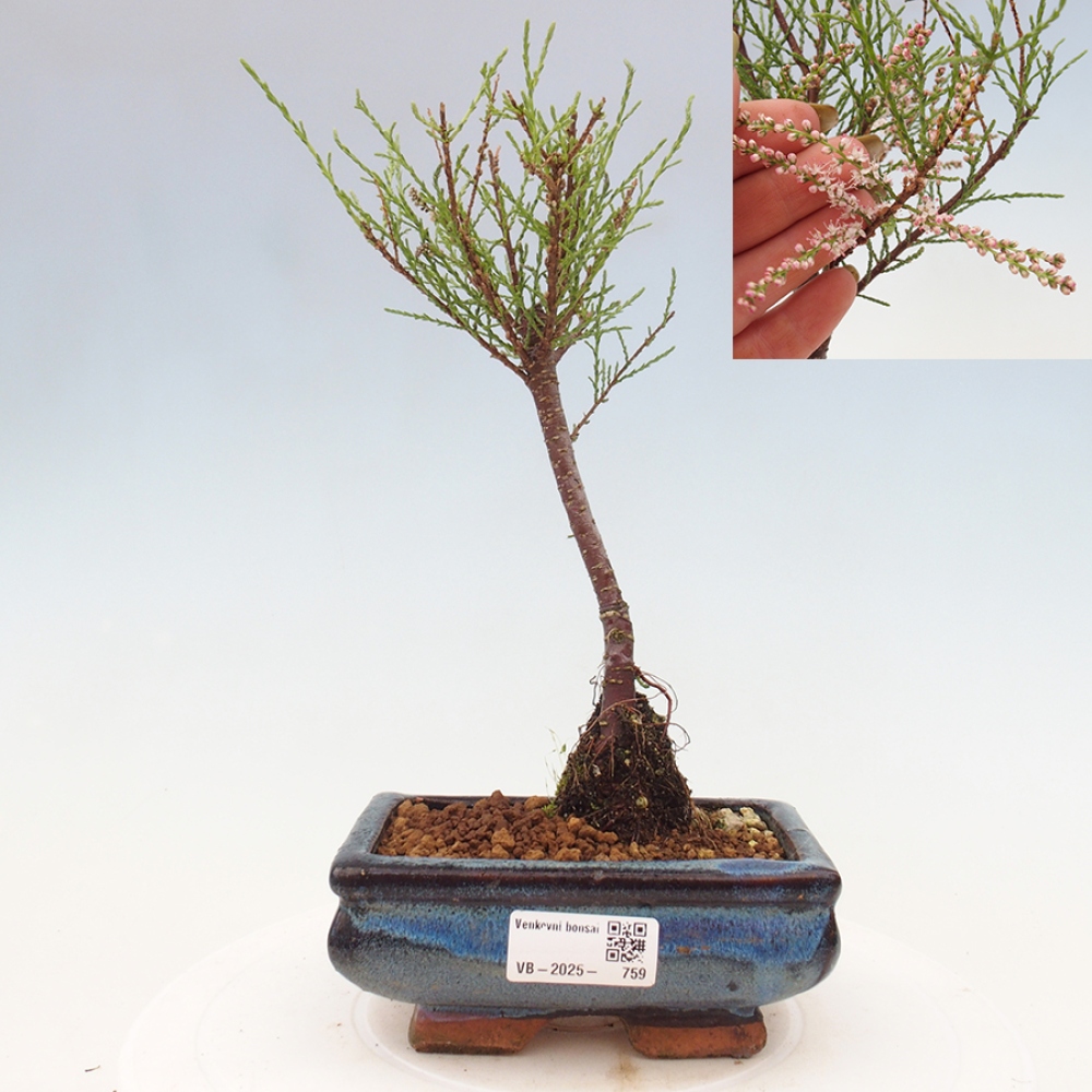 Venkovní bonsai - Tamaryšek - Tamarix