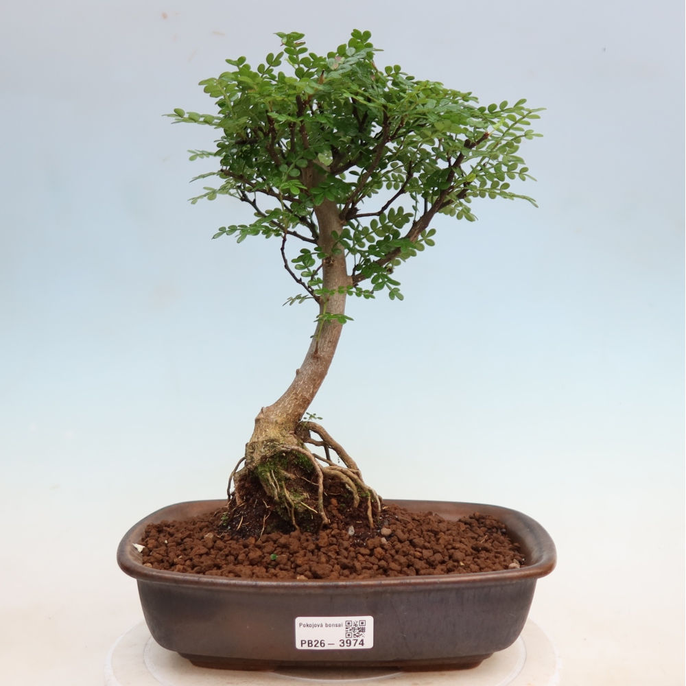 Pokojová bonsai - Zantoxylum piperitum - Pepřovník
