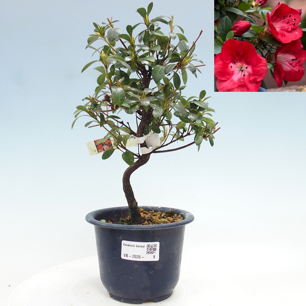 Venkovní bonsai - Japonská azalka - Azalea Benibeni