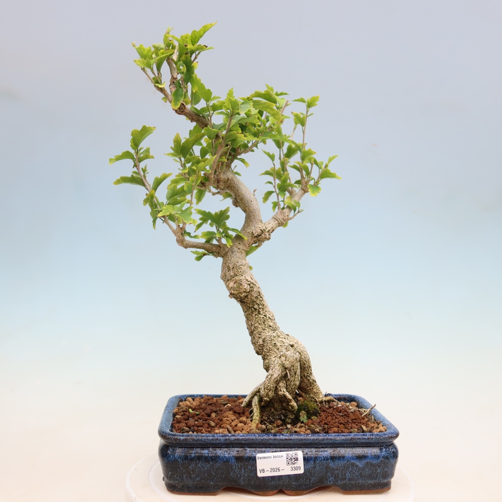Venkovní bonsai - Hibiscus syriacus - Ibišek syrský