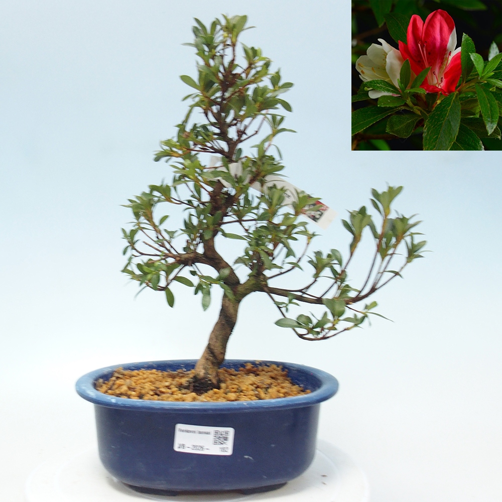 Venkovní bonsai - Japonská azalka - Azalea Senhime