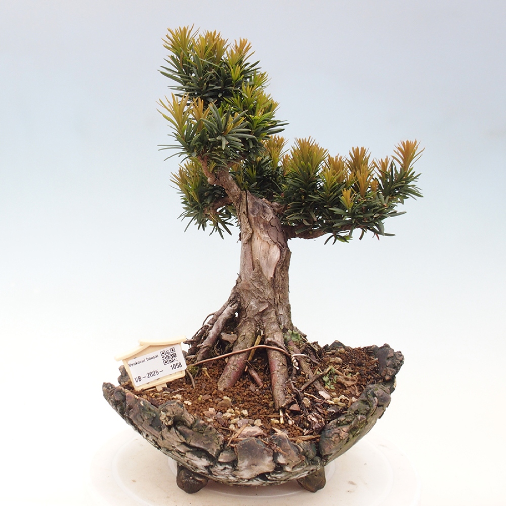 Venkovní bonsai - Taxus cuspidata  - Tis japonský
