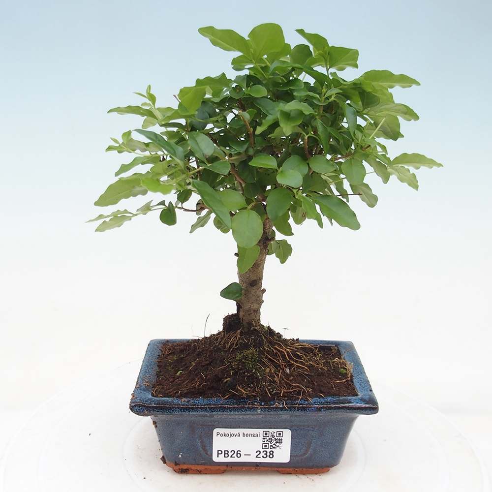 Pokojová bonsai -Ligustrum chinensis - Ptačí zob