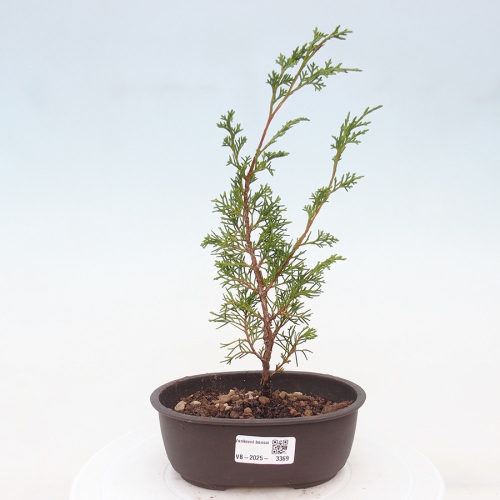 Venkovní bonsai - Juniperus chinensis Itoigawa -Jalovec čínský