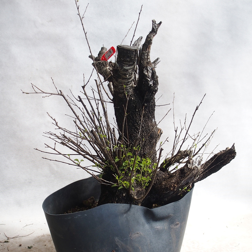 Venkovní bonsai -Mahalebka - Prunus mahaleb