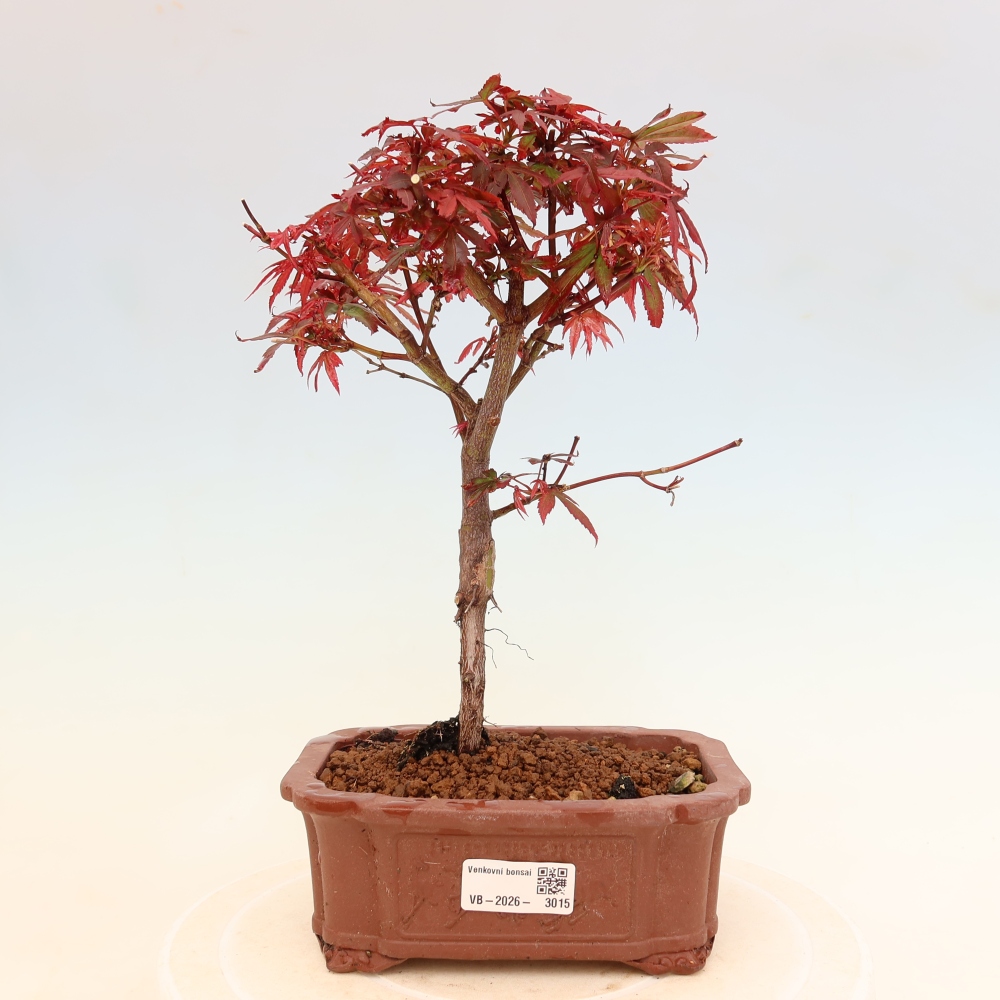 Venkovní bonsai -Javor dlanitolistý  - Acer palmatum Berry Broom 