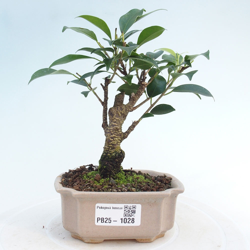 Pokojová bonsai Ficus retusa kimmen