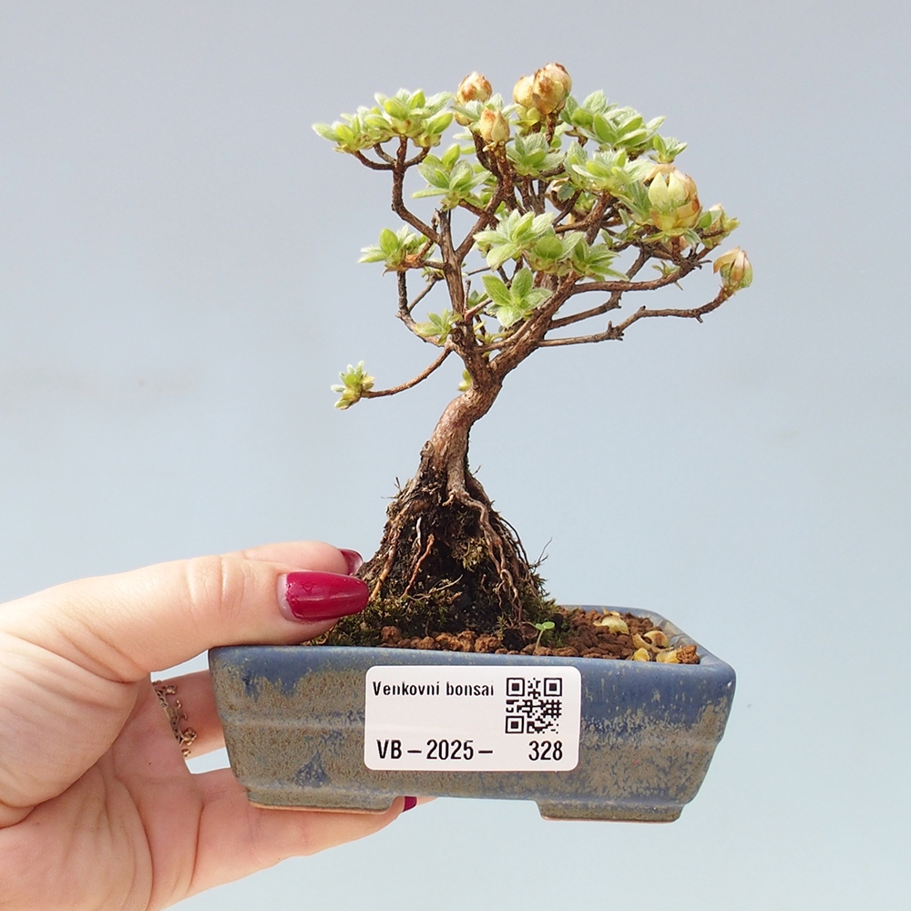 Venkovní bonsai - Rhododendron indicum - Japonská azalka