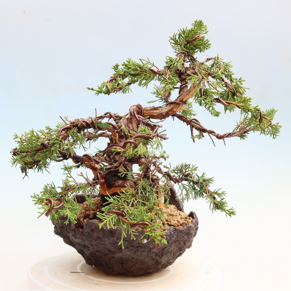 Venkovní bonsai - Juniperus chinensis Itoigawa-Jalovec čínský