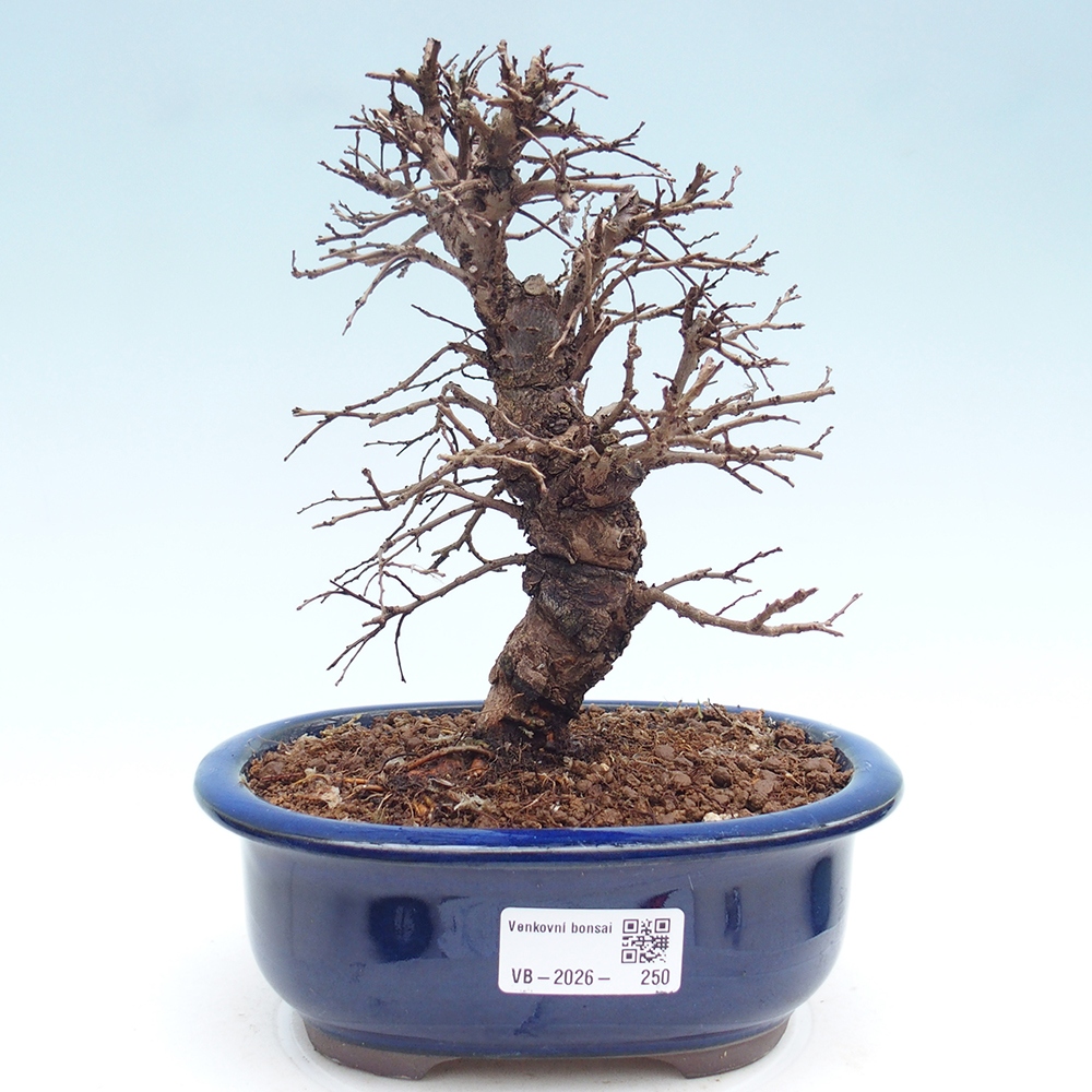 Venkovní bonsai - Zelkova - Zelkova NIRE