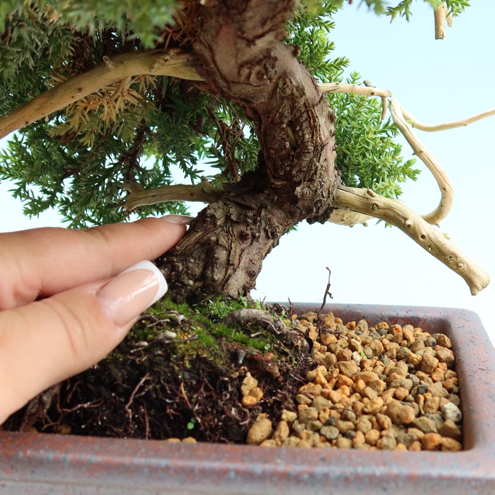 Venkovní bonsai - Juniperus procumbens - Jalovec polehavý