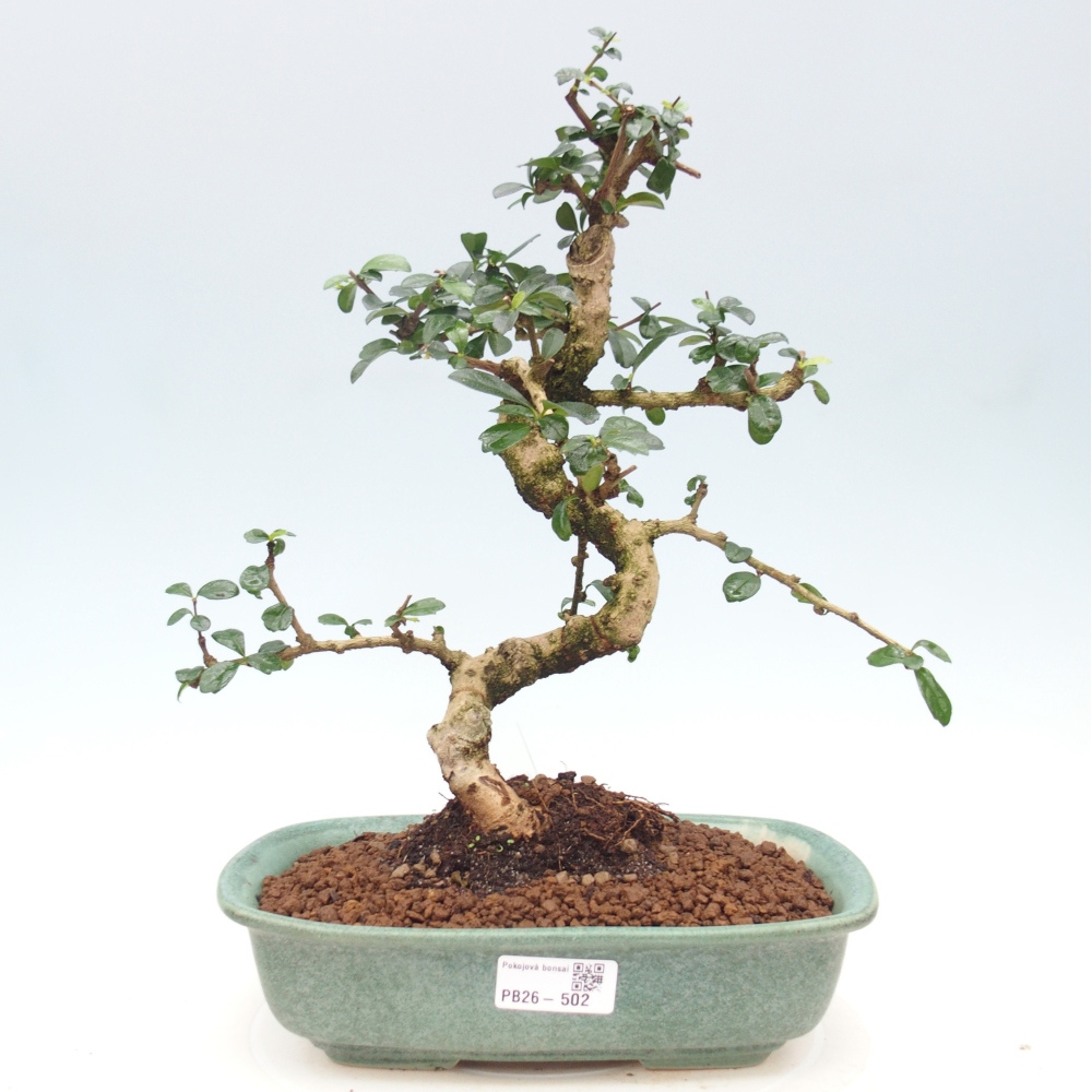 Pokojová bonsai - Carmona macrophylla - Čaj fuki
