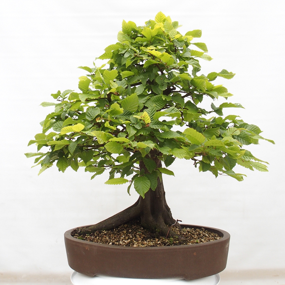Venkovní bonsai - Habr obecný - Carpinus betulus